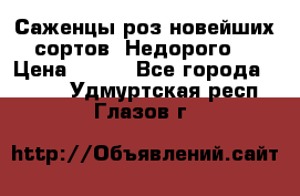 Саженцы роз новейших сортов. Недорого. › Цена ­ 350 - Все города  »    . Удмуртская респ.,Глазов г.